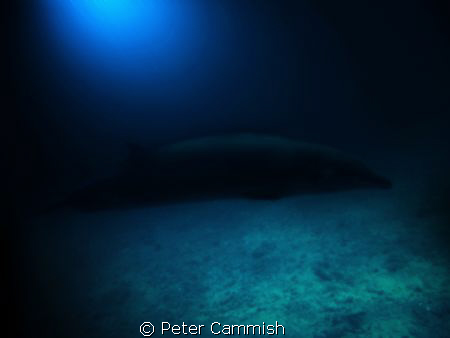 This is a picture of a beaked whale that was in Majuro La... by Peter Cammish 