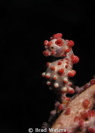 A pygmy seahorse standing tall and proud. by Brad Waters 
