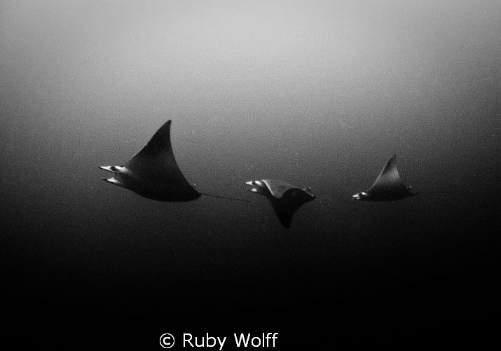 Purists by Nature, Devil Rays
Location: Aliwal Shoal, Um... by Ruby Wolff 