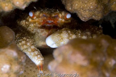 This 1,5 cm crab was hiding deep inside a coral. by Kerim Sabuncuoglu 
