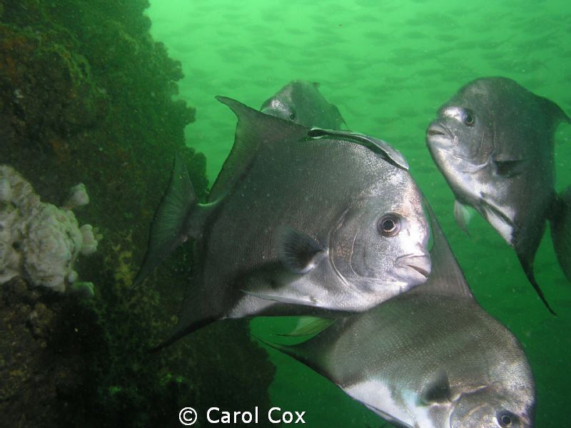 Spadefish at the Air Force Tower site off of Cape San Bla... by Carol Cox 