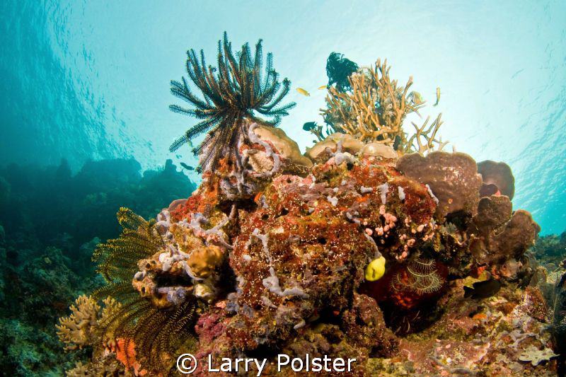 More beautiful reefs of The Solomon Sea. Nikon D300,Tokin... by Larry Polster 