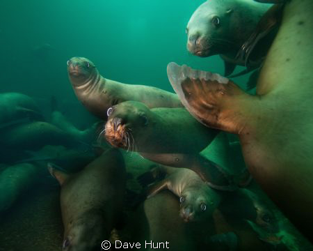 The Class Clowns - sea lions near Hornby Island BC Canada by Dave Hunt 