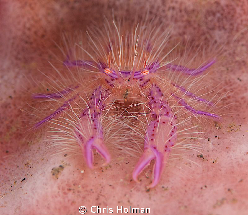 Hairy Squatlobster by Chris Holman 