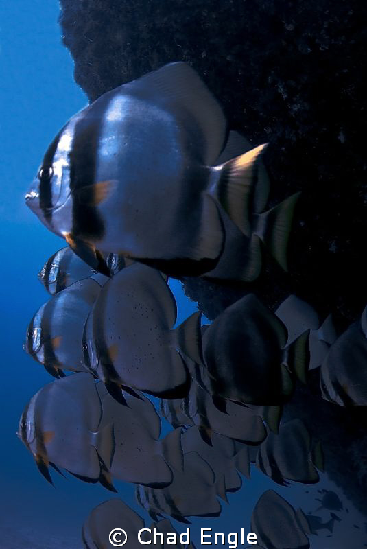A School of curious Bat Fish hanging out at the stern of ... by Chad Engle 