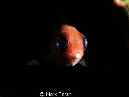 Sqirrel Fish by Mark Tarsh 