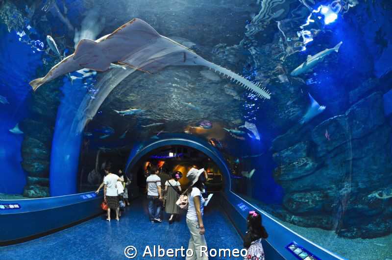 Big sawfish  in Tokyo aquarium
 by Alberto Romeo 