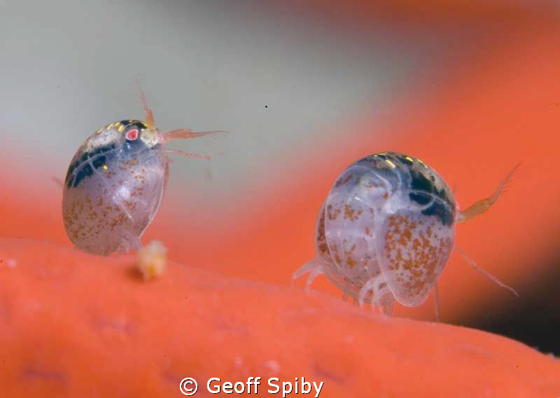 two tiny amphipods on a red gorgonian fan, False Bay, Cap... by Geoff Spiby 