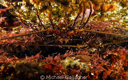 Lobster surrounded by hundreds of durban shrimp by Michael Gallagher 