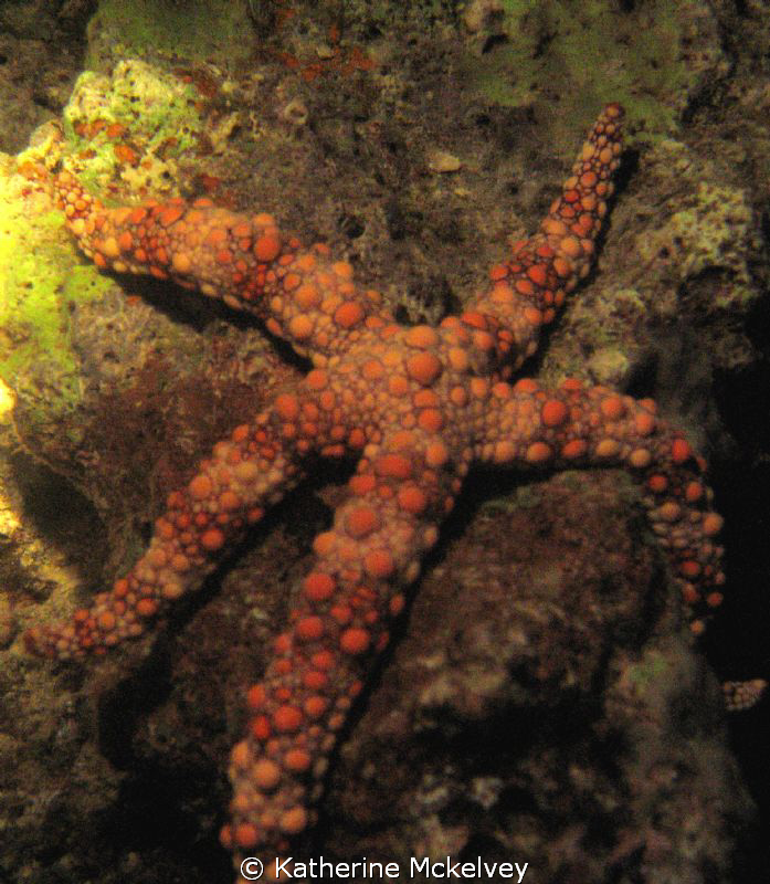 Starfish... spotted... by Katherine Mckelvey 