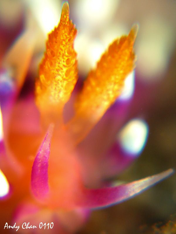 Rinophores - Flabellina exoptata
Padang Bai- Bali
Canon... by Andy Chan 