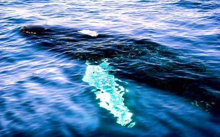 Baby Whale passed under our boat in Baja Calif. 3 beautif... by Manuel Parrish 