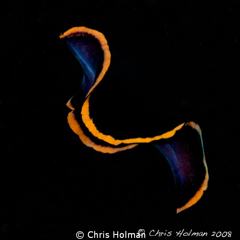 Swimming Flatworm by Chris Holman 