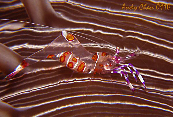 Anemone Shrimp - Padang Bai, Bali
Canon G9 + Nikonos SB ... by Andy Chan 
