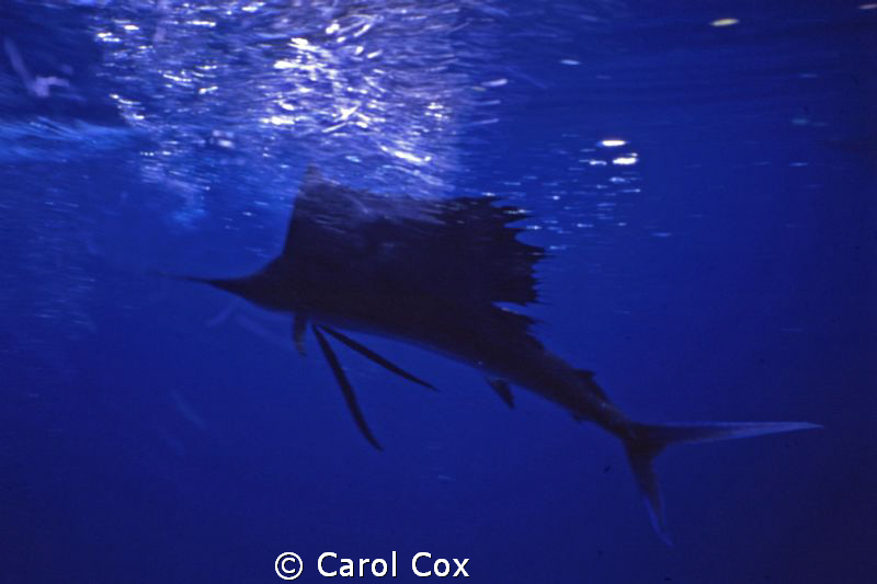 Sailfish - I was visited by this sailfish when I was snor... by Carol Cox 