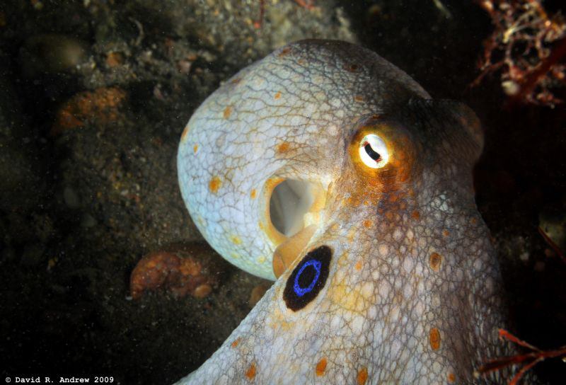 Two-Spot Octopus (Octopus bimaculatus) taken at the La Jo... by David Andrew 