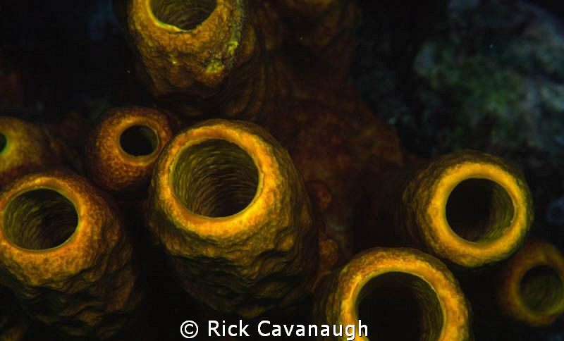 yellow tube sponges at night taken with fugi velvia film. by Rick Cavanaugh 