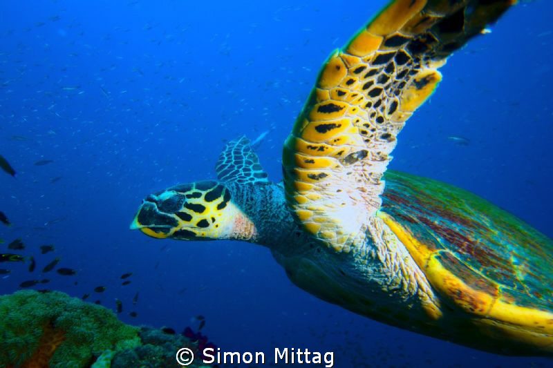 Green Turtle, Chelonia Midas photographed at the SS Yonga... by Simon Mittag 
