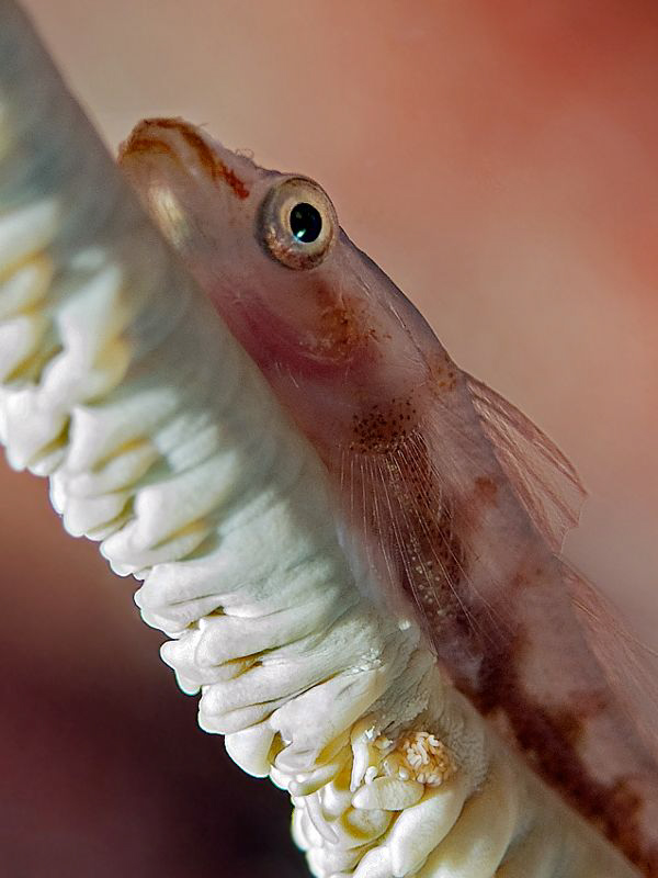 Whip-coral goby by Henry Jager 