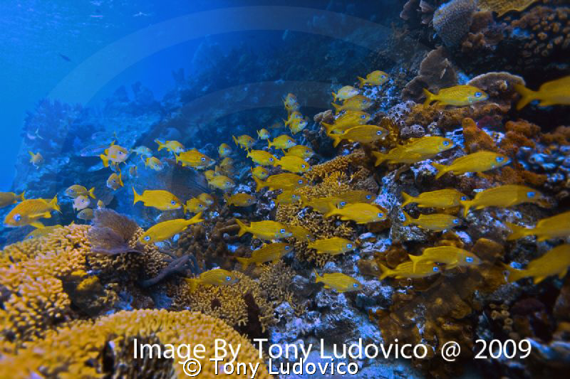 Bahamian Reef by Tony Ludovico 