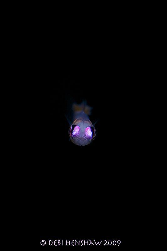 "Dead Centre" Pink Eyed Goby face on. This guy is only 3c... by Debi Henshaw 