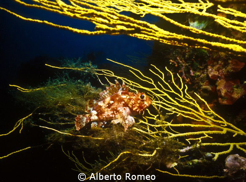 A little scorpiofih on a gorgonian in Mediterranean sea. by Alberto Romeo 