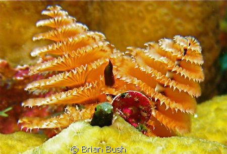 Tiny Blenny fish in front of Christmas Tree Worm by Brian Bush 