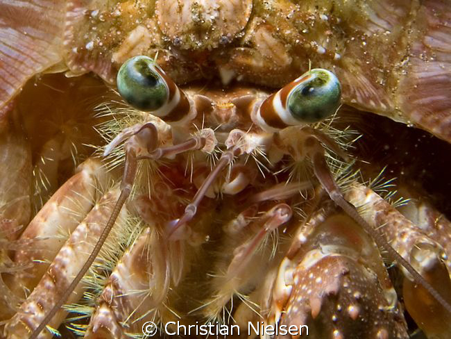 Hermit crab.
Quite a few details on this fellow.
Olympu... by Christian Nielsen 
