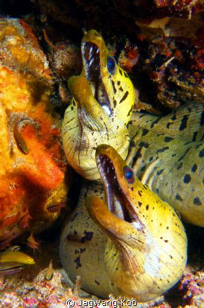 Moray eel by Jagwang Koo 