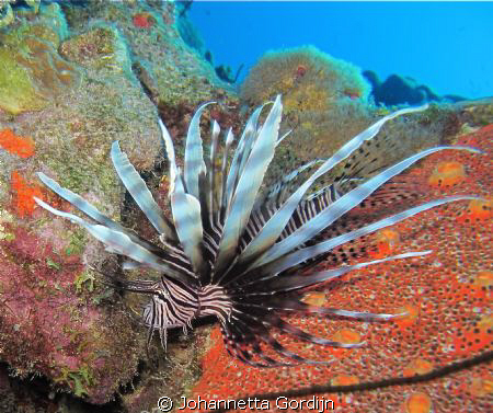 Beautiful but dangerous Lionfish are coming to Bonaire. by Johannetta Gordijn 