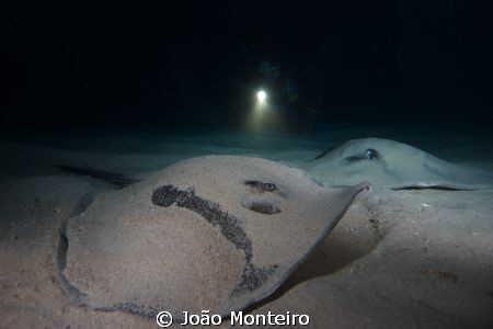 Close encounter with two stingrays @ Regona Cave... by João Monteiro 