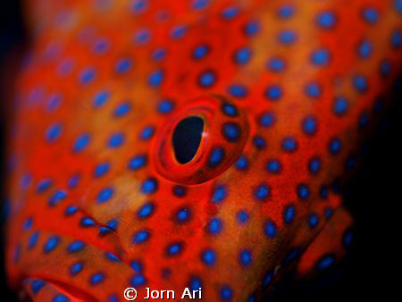 Coral Grouper close up.
Olympus e-420 + Ikelite housing ... by Jorn Ari 