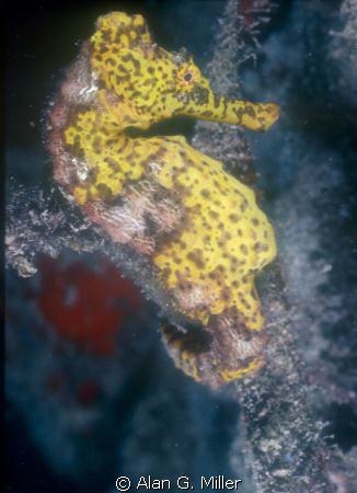 Seahorse, shot on Kodachrome in a Nikonos RS with 50 mm m... by Alan G. Miller 