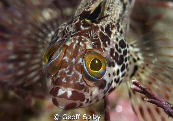 surprised clinid, False Bay by Geoff Spiby 