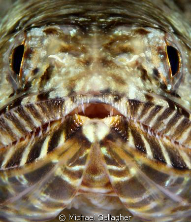 Lizardfish portrait by Michael Gallagher 