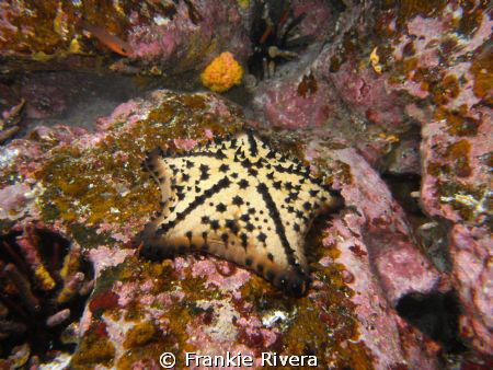 On my 2008 trip to the Galápagos Islands.  Chocolate Chip... by Frankie Rivera 