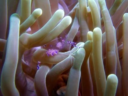 I found this beautiful purple shrimp in an anemone in Lem... by Erika Antoniazzo 