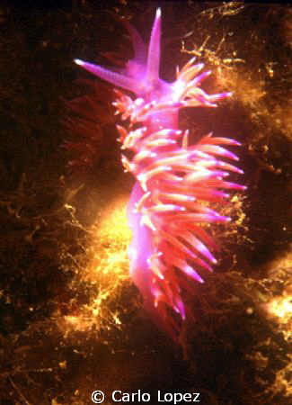 flabellina by Carlo Lopez 