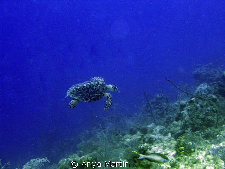 Turtle taken off Provo, at Shoots dive site in March 2009. by Anya Martin 