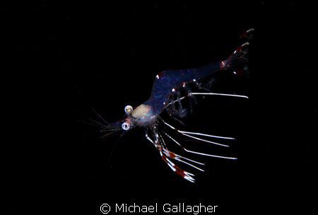 Free swimming shrimp, night dive on the Tawali house reef... by Michael Gallagher 