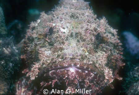 Stonefish, shot with a Nikonos RS, 50 mm macro and 2 Ikel... by Alan G. Miller 