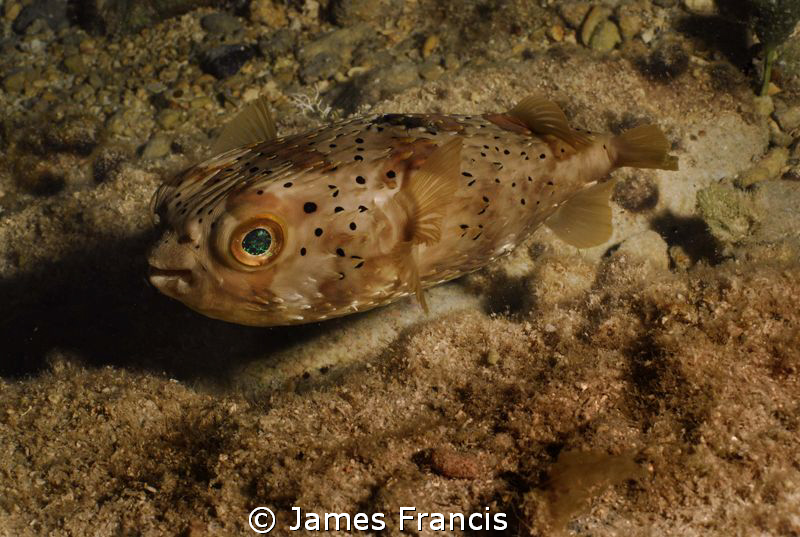 I photographed this green eyed puffer during a shallow ni... by James Francis 