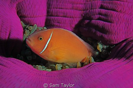 just another anemonefish shot.... by Sam Taylor 