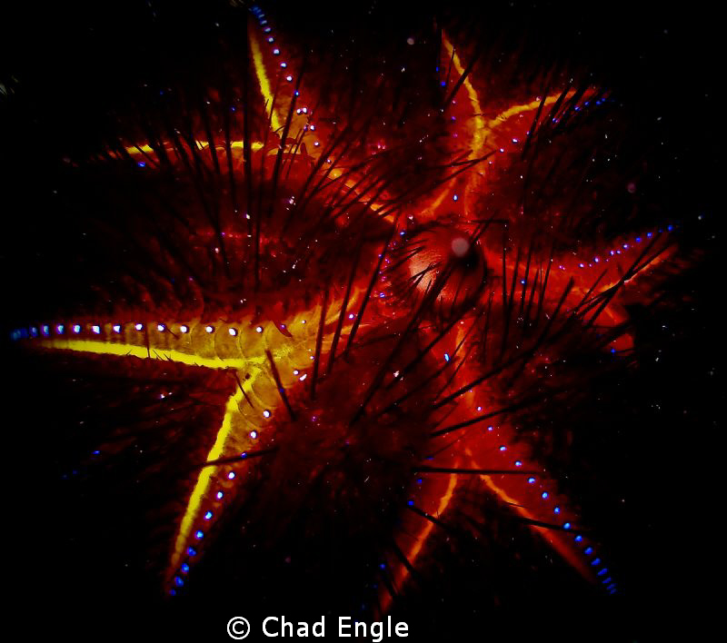 Sea urchin... looked like it was filled with lava! by Chad Engle 