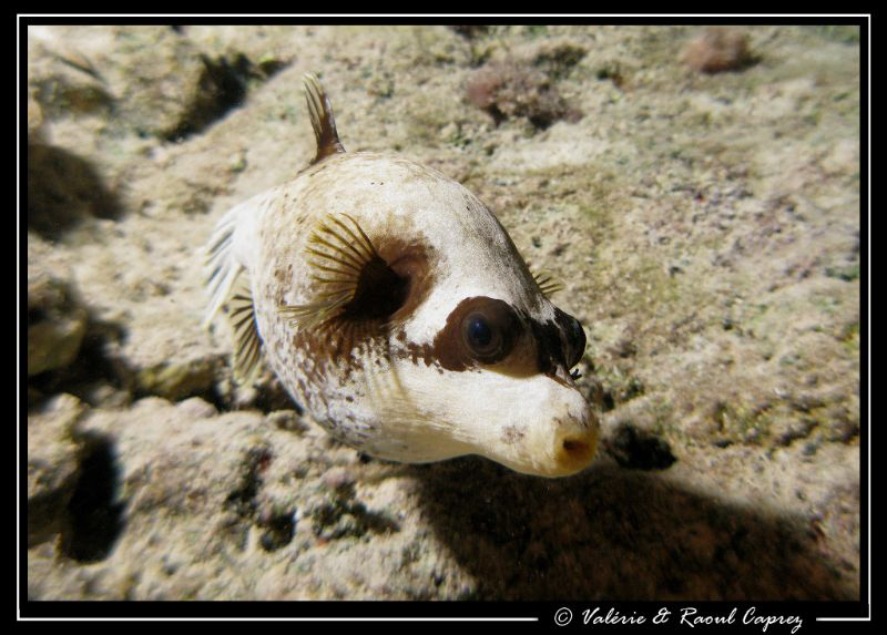 This Arothron was whistling under water :-) by Raoul Caprez 