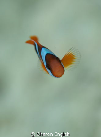 My fetish with anemonefish continues.... How could you no... by Sharon English 