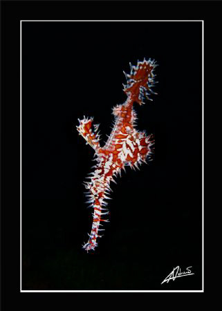 pregnant ornate ghost pipe fish by Adriano Trapani 
