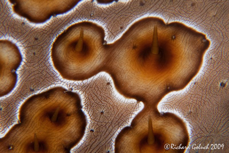 Sea Cucumber-abstract by Richard Goluch 