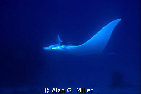 Manta, of all places, St Croix, USVI in October...... sho... by Alan G. Miller 