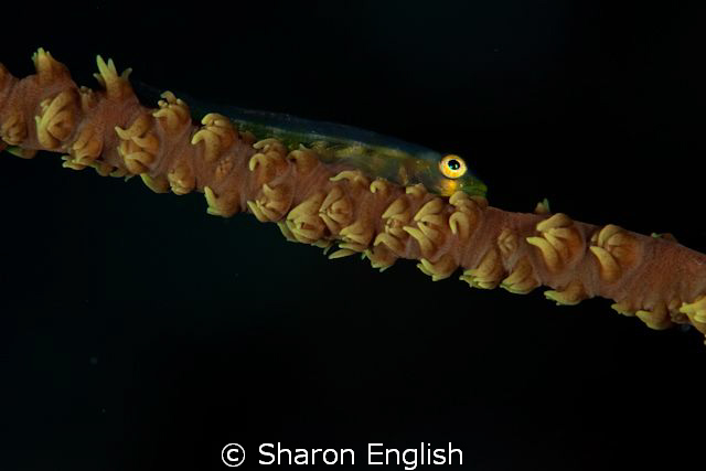 Whip Coral Gobie by Sharon English 